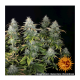 Barney's Farm - Orange Sherbert (Feminized) cannabis seeds