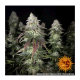 Barney's Farm - Orange Sherbert (Feminized) cannabis seeds