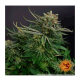 Barneys Farm - Orange Sherbert | Feminizált mag | 10 darab - Barneys Farm Feminizált - Barneys Farm - Seed Diskont - Hanfsamen Shop