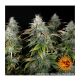 Barneys Farm - Orange Sherbert | Feminizált mag | 10 darab - Barneys Farm Feminizált - Barneys Farm - Seed Diskont - Hanfsamen Shop