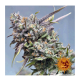 Barney's Farm - Peyote Cookies (Feminized) cannabis seeds