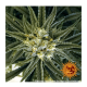 Barney's Farm - Peyote Cookies (Feminized) cannabis seeds