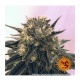 Barney's Farm - Peyote Cookies (Feminizált) kannabis mag