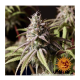 Barney's Farm - Peyote Cookies (Feminized) cannabis seeds