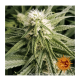 Barney's Farm - Peyote Critical (Feminisiert) kannabissamen