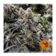 Barney's Farm - Peyote Critical (Feminized) cannabis seeds