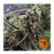 Barney's Farm - Peyote Critical (Feminized) cannabis seeds