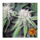 Barneys Farm - Peyote Critical | Feminizált mag | 5 darab - Barneys Farm Feminizált - Barneys Farm - Seed Diskont - Hanfsamen Shop