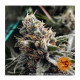 Barneys Farm - Peyote Critical | Feminizált mag | 5 darab - Barneys Farm Feminizált - Barneys Farm - Seed Diskont - Hanfsamen Shop