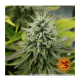 Barney's Farm - Pineapple Chunk (Feminized) cannabis seeds