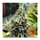 Barney's Farm - Pineapple Chunk (Feminisiert) kannabissamen