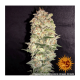 Barney's Farm - Pineapple Chunk (Feminizált) kannabis mag