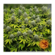 Barneys Farm - Pineapple Chunk | Feminizált mag | 5 darab - Barneys Farm Feminizált - Barneys Farm - Seed Diskont - Hanfsamen Shop