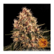 Barney's Farm - Pink Kush (Feminizált) kannabis mag