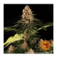 Barney's Farm - Pink Kush (Feminized) cannabis seeds