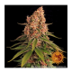 Barneys Farm - Pink Kush | Feminizált mag | 5 darab - Barneys Farm Feminizált - Barneys Farm - Seed Diskont - Hanfsamen Shop