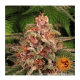 Barneys Farm - Pink Kush | Feminizált mag | 5 darab - Barneys Farm Feminizált - Barneys Farm - Seed Diskont - Hanfsamen Shop