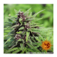 Barneys Farm - Purple Punch | Autoflowering seed | 3 pieces - Barneys Farm Autoflowering - Barneys Farm - Seed Diskont - Hanfsamen Shop