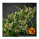 Barney's Farm - Purple Punch (Feminizált) kannabis mag