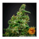 Barney's Farm - Purple Punch (Feminizált) kannabis mag