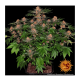 Barney's Farm - Purple Punch (Feminized) cannabis seeds