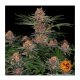 Barneys Farm - Purple Punch | Feminizált mag | 5 darab - Barneys Farm Feminizált - Barneys Farm - Seed Diskont - Hanfsamen Shop