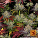 Barney's Farm - Runtz x Layer Cake (Feminisiert) kannabissamen