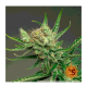 Barney's Farm - Strawberry Lemonade (Feminized) cannabis seeds