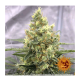 Barney's Farm - Strawberry Lemonade (Feminized) cannabis seeds