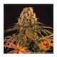 Barney's Farm - Strawberry Lemonade (Feminized) cannabis seeds