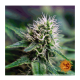 Barneys Farm - Strawberry Lemonade | Feminizált mag | 5 darab - Barneys Farm Feminizált - Barneys Farm - Seed Diskont - Hanfsamen Shop