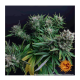 Barneys Farm - Strawberry Lemonade | Feminizált mag | 5 darab - Barneys Farm Feminizált - Barneys Farm - Seed Diskont - Hanfsamen Shop