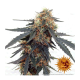 Barneys Farm - Tangerine Dream | Autoflowering seed | 3 pieces - Barneys Farm Autoflowering - Barneys Farm - Seed Diskont - Hanfsamen Shop