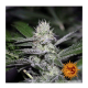 Barney's Farm - Tangerine Dream (Feminized) cannabis seeds