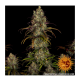 Barney's Farm - Tangerine Dream (Feminized) cannabis seeds