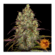 Barney's Farm - Tangerine Dream (Feminized) cannabis seeds