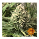 Barneys Farm - Tangerine Dream | Feminizált mag | 5 darab - Barneys Farm Feminizált - Barneys Farm - Seed Diskont - Hanfsamen Shop