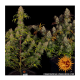 Barneys Farm - Tangerine Dream | Feminizált mag | 5 darab - Barneys Farm Feminizált - Barneys Farm - Seed Diskont - Hanfsamen Shop