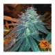 Barney's Farm - Triple Cheese (Feminized) cannabis seeds