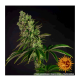 Barney's Farm - Tropicanna Banana (Feminized) cannabis seeds