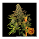 Barneys Farm - Tropicanna Banana | Feminisiertes saat | 3 stück - Barneys Farm Feminisier - Barneys Farm - Seed Diskont - Hanfsamen Shop