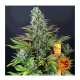 Barney's Farm - Tropicanna Banana (Feminizált) kannabis mag