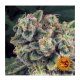 Barney's Farm - Tropicanna Banana (Feminized) cannabis seeds