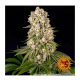 Barneys Farm - Tropicanna Banana | Feminisiertes saat | 3 stück - Barneys Farm Feminisier - Barneys Farm - Seed Diskont - Hanfsamen Shop