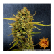 Barneys Farm - Wedding Cake | Autoflowering saat | 5 stück - Barneys Farm Automatik - Barneys Farm - Seed Diskont - Hanfsamen Shop