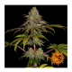 Barney's Farm - Wedding Cake (Feminized) cannabis seeds