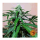 Barney's Farm - Zkittlez OG (Autoflowering) kannabis mag