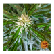 Barney's Farm - Zkittlez OG (Autoflowering) cannabis seeds