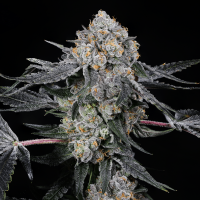 Compound Genetics - High Society | Feminized seed | 10 pieces