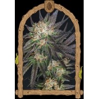 Georgia CreamStrain USA Genetics Feminized seeds Georgia CreamStrain USA Genetics Feminized seeds